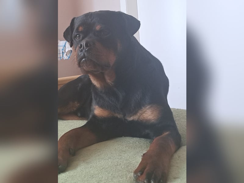 Junger Rottweiler Rüde sucht neues Zuhause