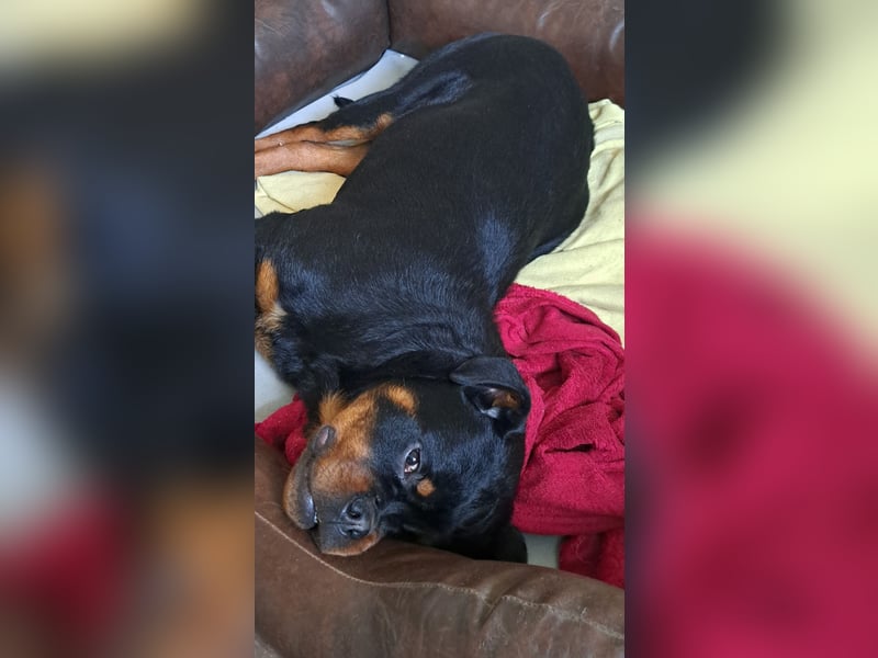 Junger Rottweiler Rüde sucht neues Zuhause