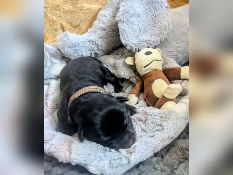 Rottweiler Rüde Braun RESERVIERT