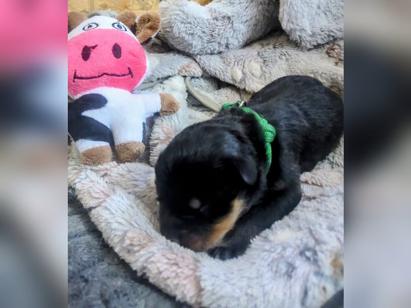 Rottweiler Rüde Grün RESERVIERT