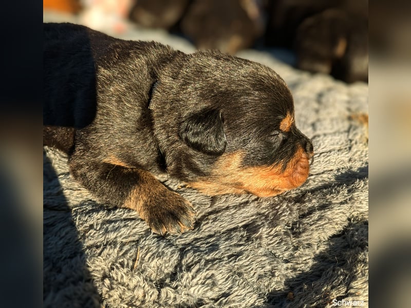 Rottweiler Rüde Schwarz RESERVIERT