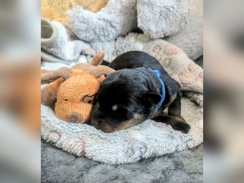 Rottweiler Rüde Blau RESERVIERT