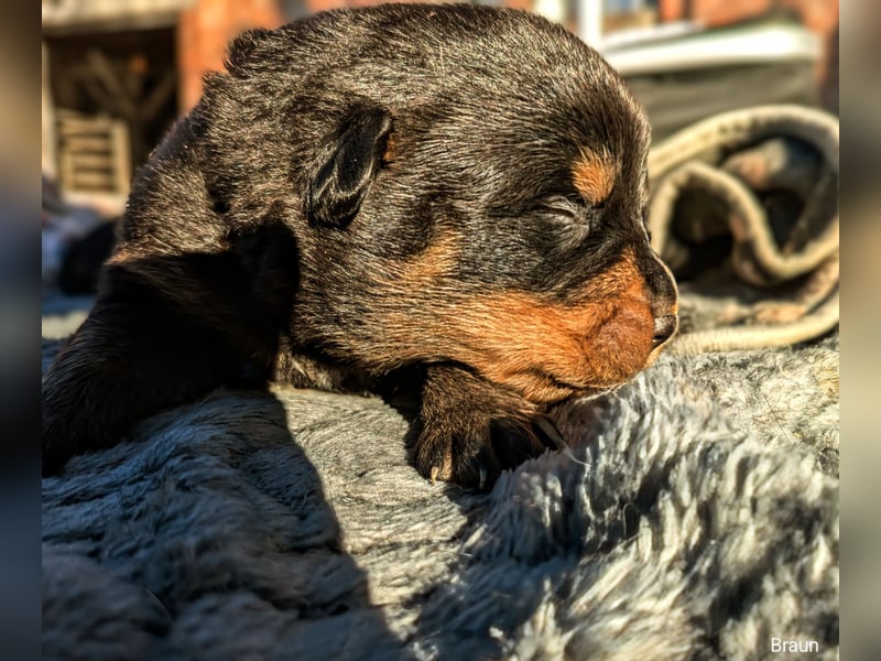 Rottweiler Rüde Braun RESERVIERT