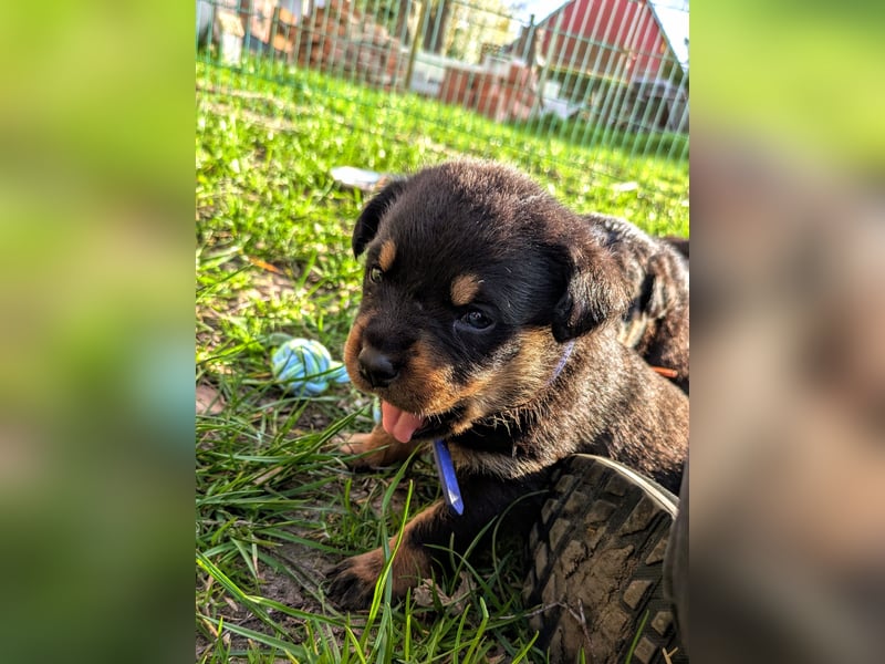Rottweiler Rüde Blau RESERVIERT