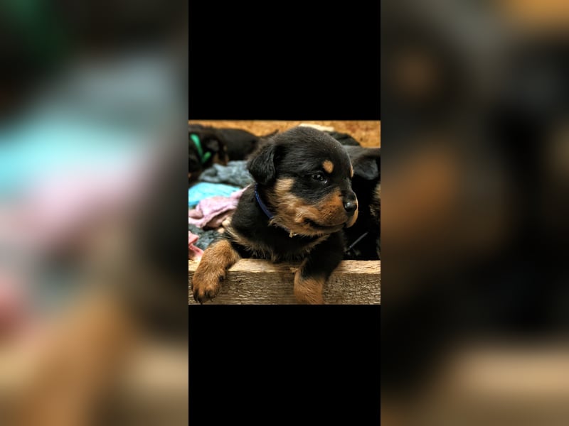 Rottweiler Rüde Blau RESERVIERT