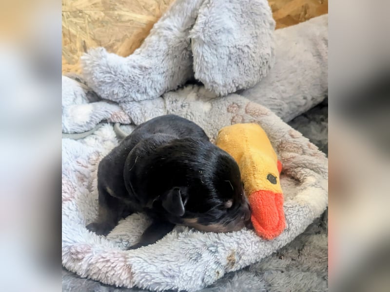 Rottweiler Rüde Schwarz RESERVIERT
