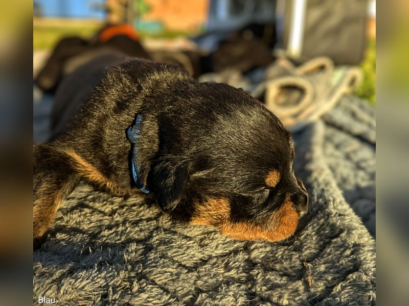 Rottweiler Rüde Blau RESERVIERT