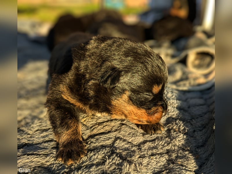 Rottweiler Rüde Grün RESERVIERT