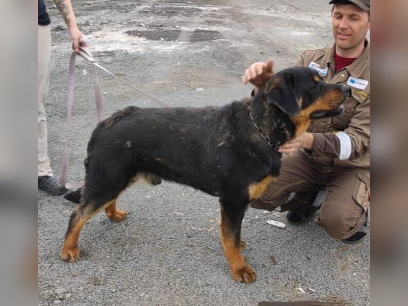 TAISON- sucht dringend ein neues Zuhause