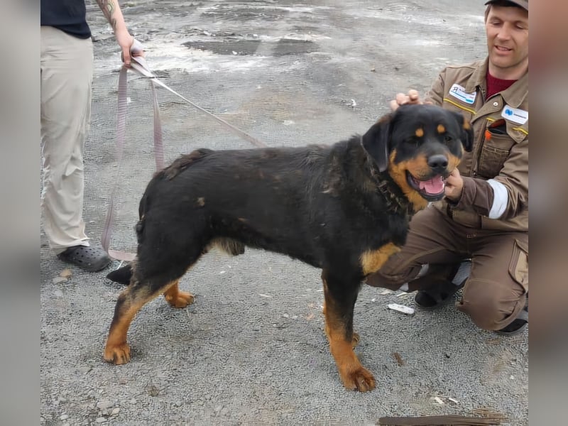TAISON- sucht dringend ein neues Zuhause