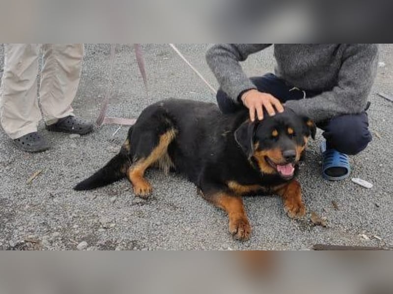 TAISON- sucht dringend ein neues Zuhause