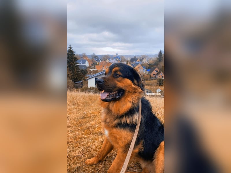 Sanfter Riese sucht neues Zuhause – Rottweiler-Kaukasen-Mix "Kaan" (1,5 Jahre)