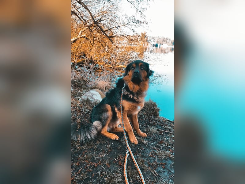 Sanfter Riese sucht neues Zuhause – Rottweiler-Kaukasen-Mix "Kaan" (1,5 Jahre)
