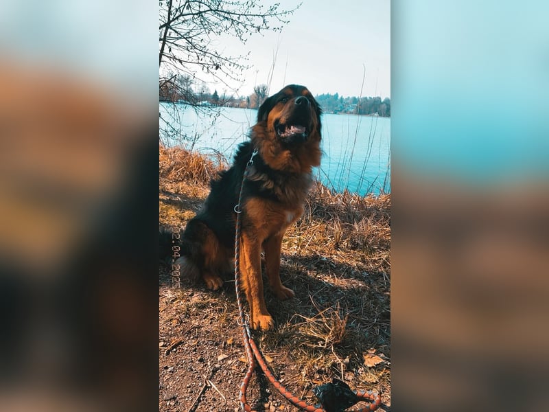 Sanfter Riese sucht neues Zuhause – Rottweiler-Kaukasen-Mix "Kaan" (1,5 Jahre)