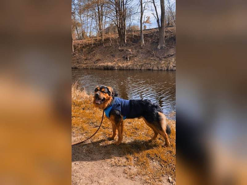 Sanfter Riese sucht neues Zuhause – Rottweiler-Kaukasen-Mix "Kaan" (1,5 Jahre)
