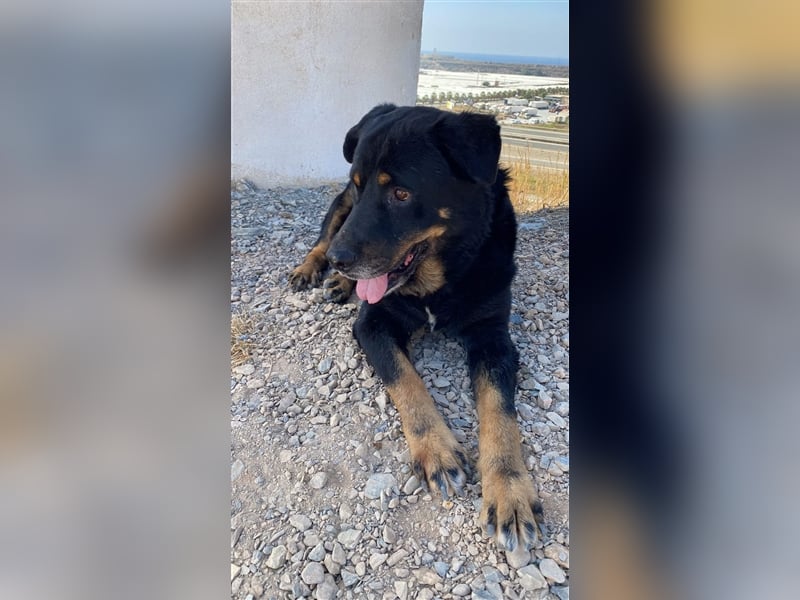 Balu- Versuchs mal mit Gemütlichkeit