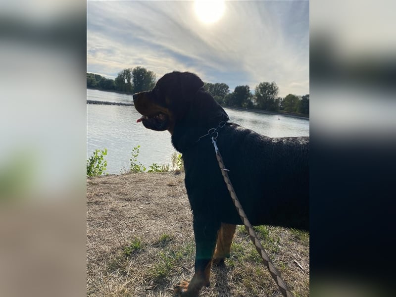Rottweiler Rüde 3,5j alt wegen Zeitmangel abzugeben