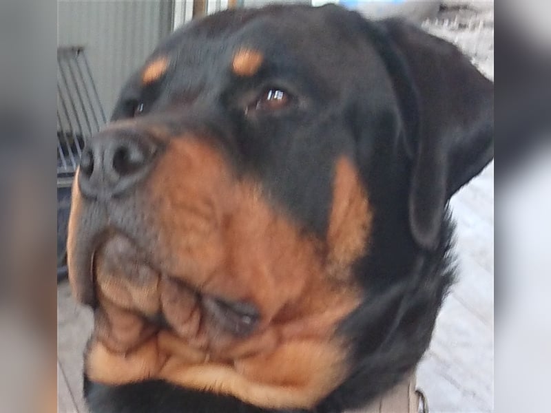 Rottweiler Rüde 3,5j alt wegen Zeitmangel abzugeben