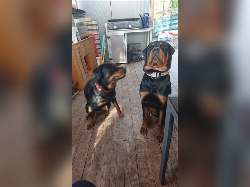 Rottweiler Rüde 3,5j alt wegen Zeitmangel abzugeben