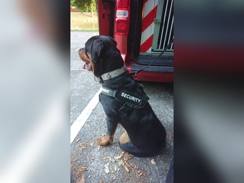 Rottweiler Rüde 3,5j alt wegen Zeitmangel abzugeben