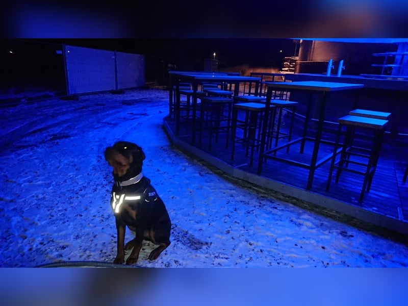 Rottweiler Rüde 3,5j alt wegen Zeitmangel abzugeben