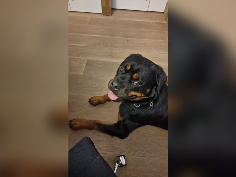 Rottweiler Rüden aus dem Tierschutz