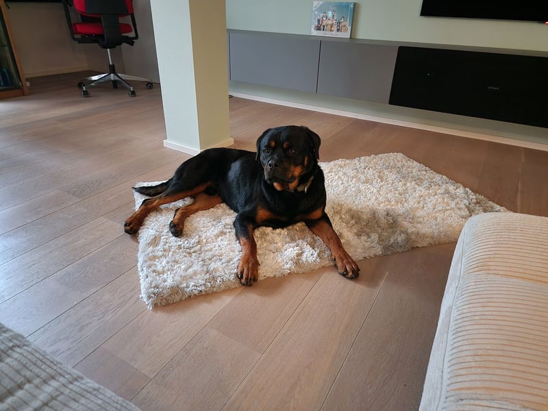 Rottweiler Rüden aus dem Tierschutz