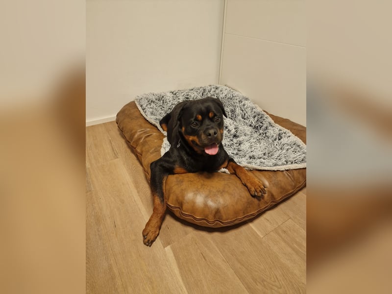 Rottweiler Rüden aus dem Tierschutz