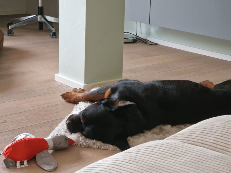 Rottweiler Rüden aus dem Tierschutz
