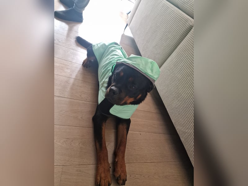 Rottweiler Rüden aus dem Tierschutz