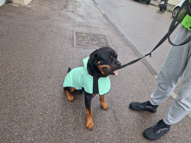 Rottweiler Rüden aus dem Tierschutz