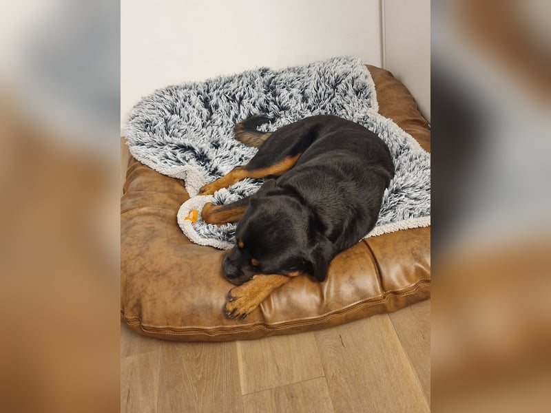 Rottweiler Rüden aus dem Tierschutz