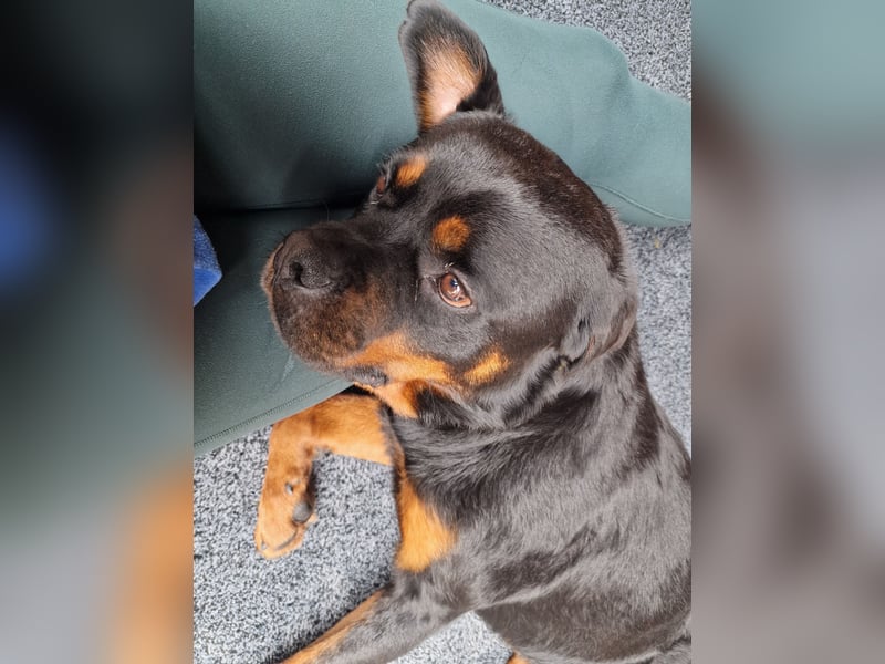 Rottweiler Rüden aus dem Tierschutz