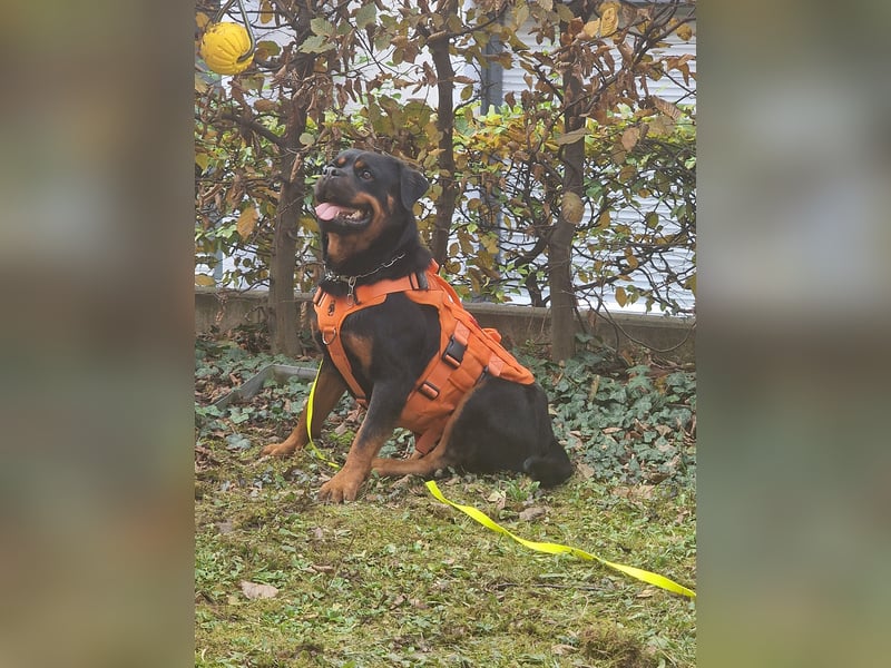 Rottweiler Rüden aus dem Tierschutz
