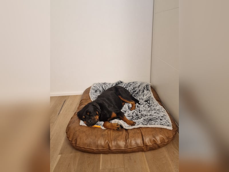Rottweiler Rüden aus dem Tierschutz
