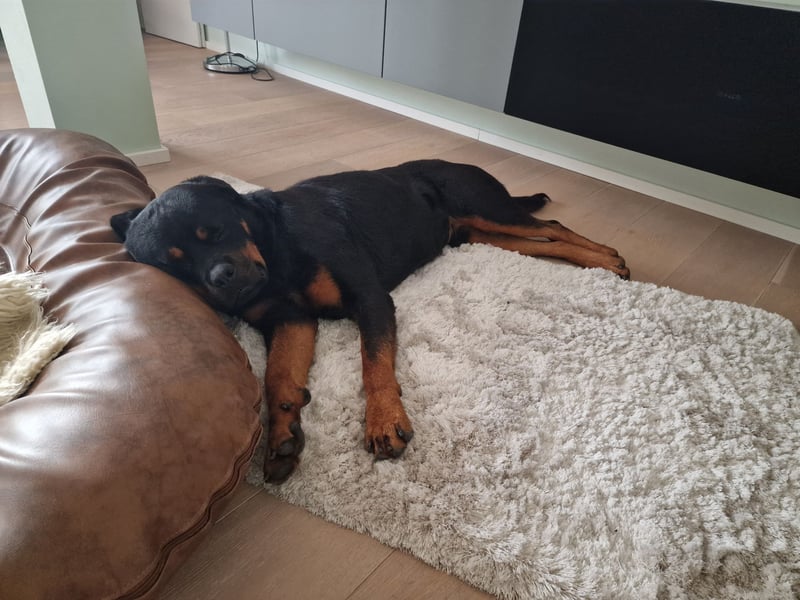 Rottweiler Rüden aus dem Tierschutz