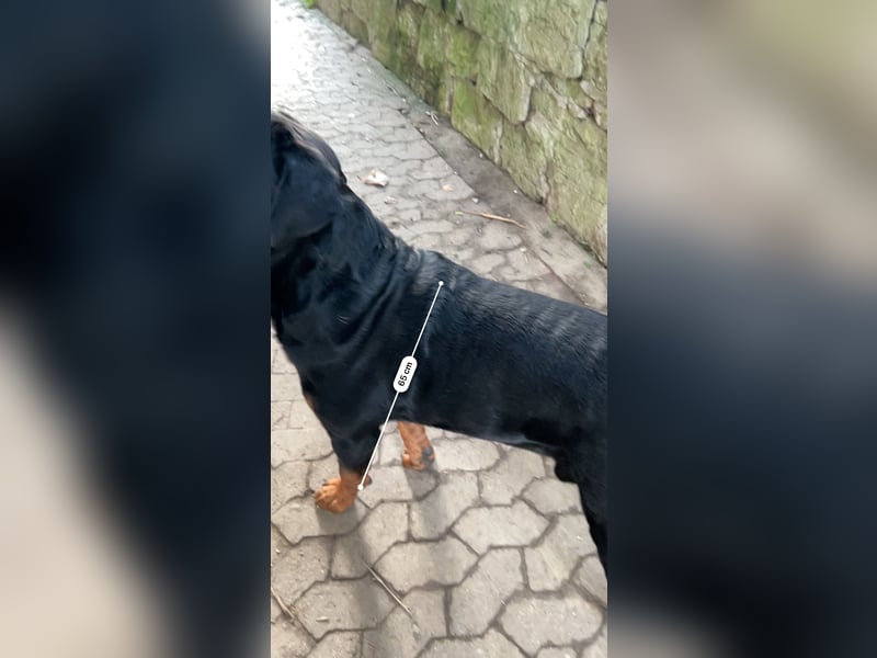 Reinrassige Rottweiler Welpen , Sportliche leistung Zucht