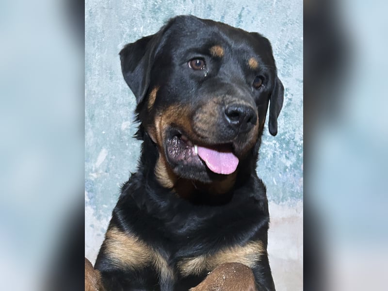 Reinrassige Rottweiler Welpen , Sportliche leistung Zucht