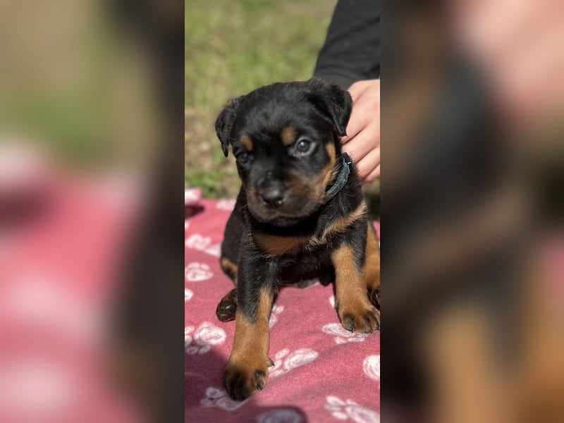 Reinrassige Rottweiler Welpen , Sportliche leistung Zucht
