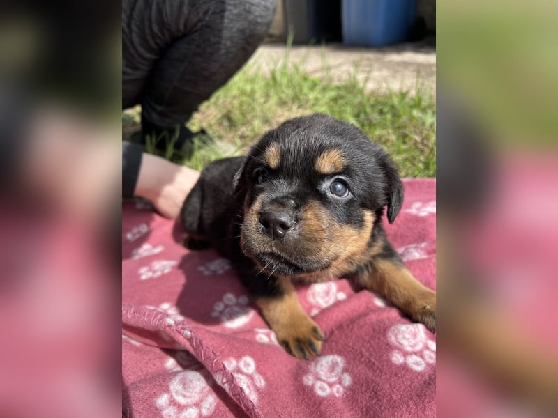 Reinrassige Rottweiler Welpen , Sportliche leistung Zucht