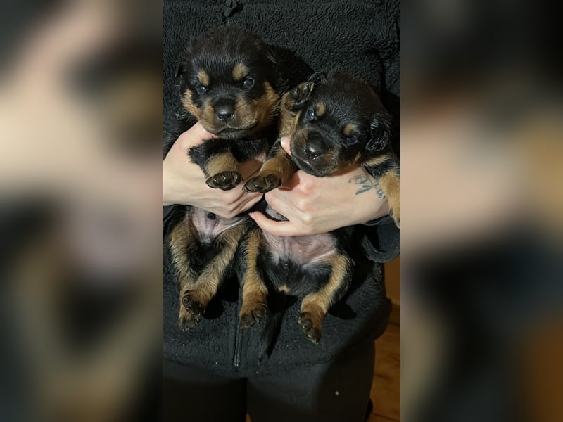 Reinrassige Rottweiler Welpen , Sportliche leistung Zucht