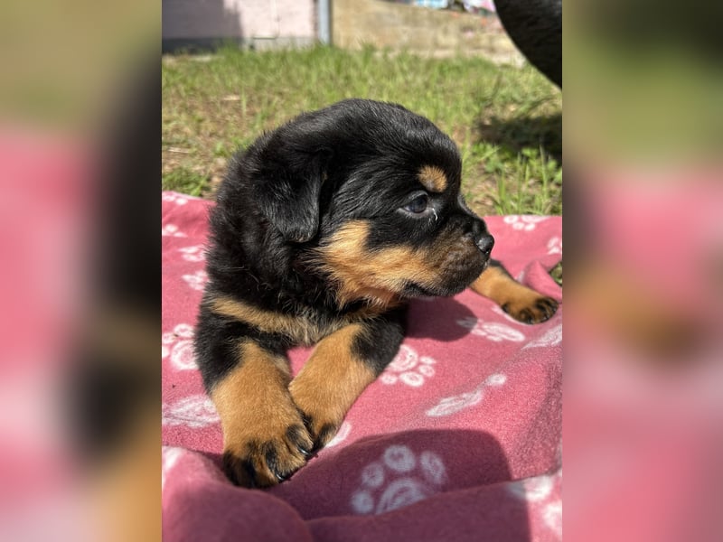 Reinrassige Rottweiler Welpen , Sportliche leistung Zucht