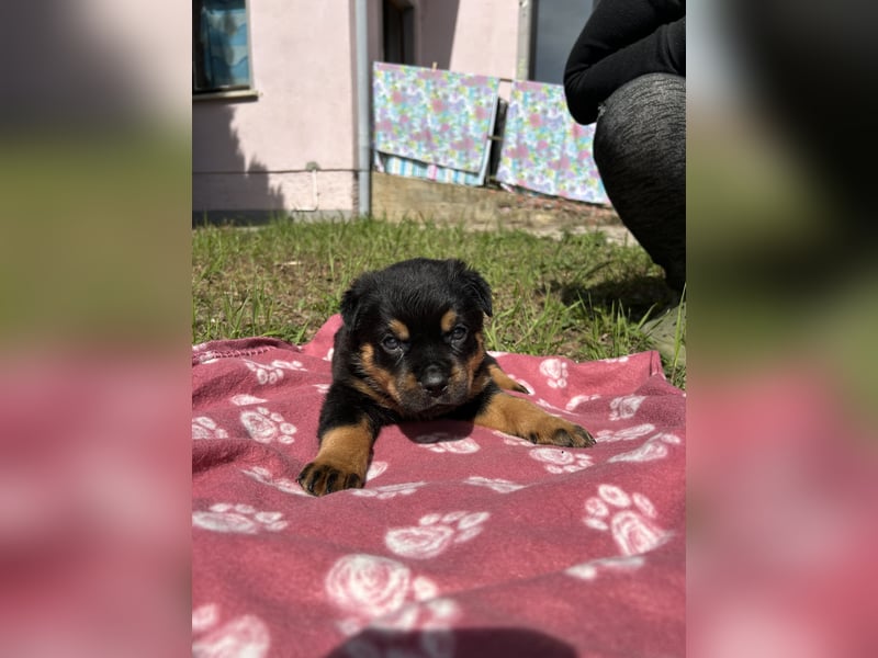 Reinrassige Rottweiler Welpen , Sportliche leistung Zucht
