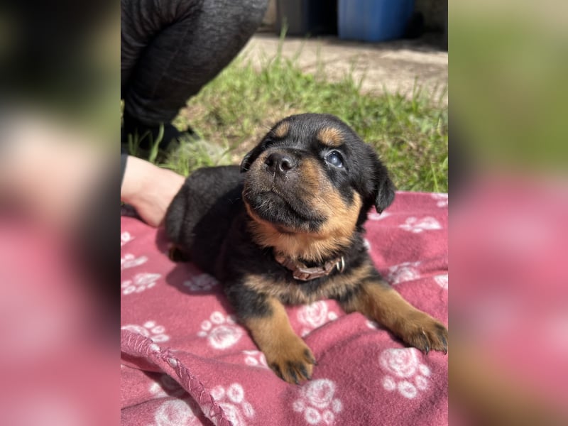 Reinrassige Rottweiler Welpen , Sportliche leistung Zucht