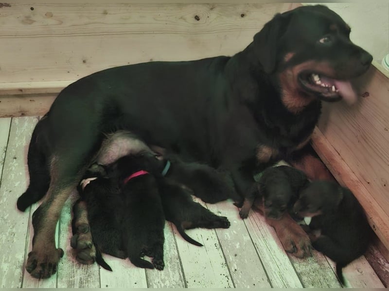 Reinrassige Rottweiler Welpen , Sportliche leistung Zucht