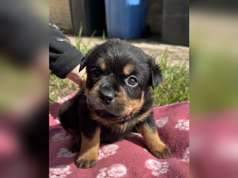 Reinrassige Rottweiler Welpen , Sportliche leistung Zucht