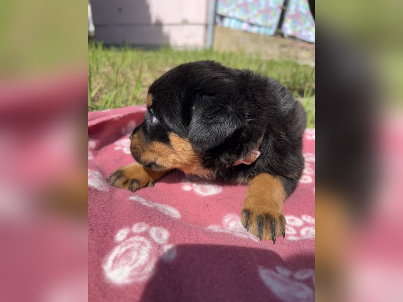 Reinrassige Rottweiler Welpen , Sportliche leistung Zucht
