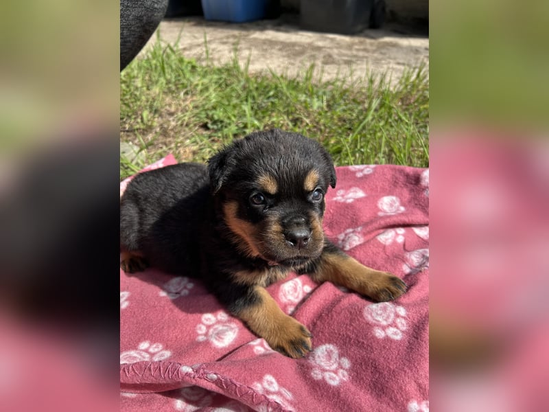 Reinrassige Rottweiler Welpen , Sportliche leistung Zucht
