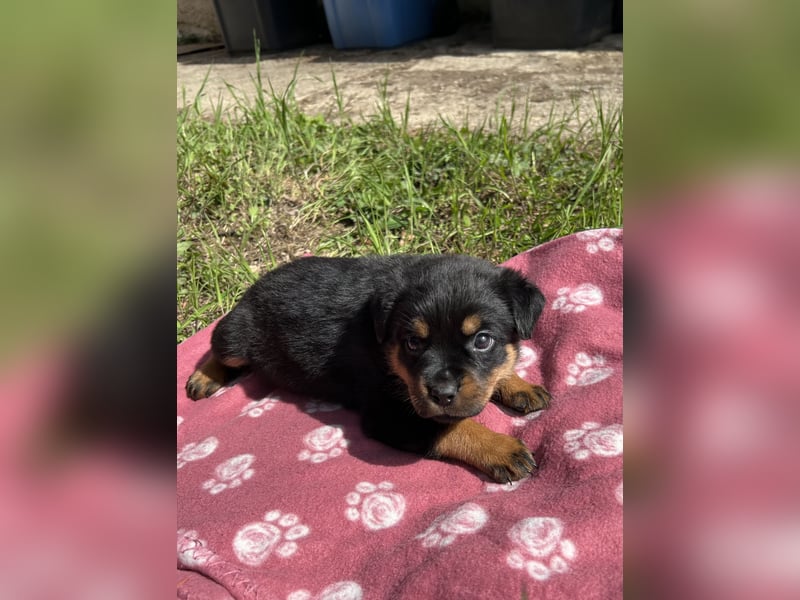 Reinrassige Rottweiler Welpen , Sportliche leistung Zucht
