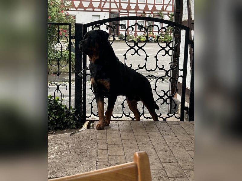 Reinrassige Rottweiler Welpen , Sportliche leistung Zucht